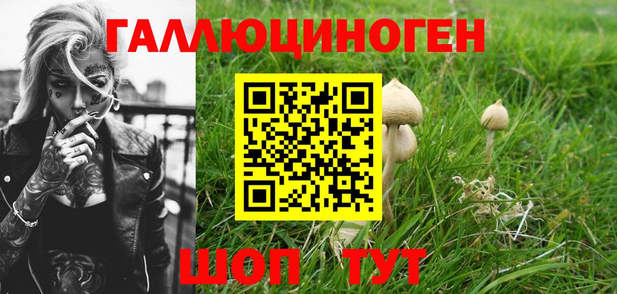 Галлюциногенные грибы Psilocybe  Пятигорск 